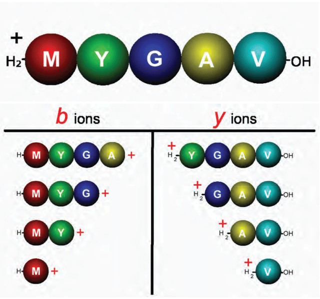 Peptide Sequencing with Electrospray LC/MS Part 1 Ion Types and